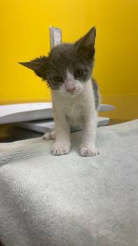 Carson -  Domestic Short Hair Cat for Adoption in Raleigh, North Carolina - Carson | PetCurious
