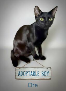 Bombay and Domestic Short Hair Cats Available for Adoption - Moe - Affectionate And Sweet | PetCurious