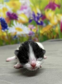 Domestic Short Hair Cats Available for Adoption in San Antonio, Texas - Honey Lemon | PetCurious