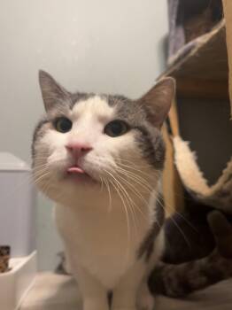 Domestic Short Hair Cats Available for Adoption in Zimmerman, Minnesota - Calcifer | PetCurious