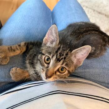 Sassafras -  Domestic Short Hair Cat for Adoption in Columbia, Missouri - Sassafras | PetCurious