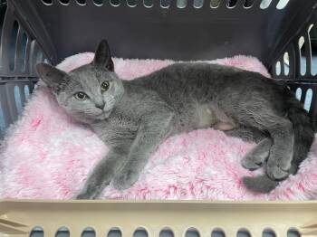 Shell -  Domestic Short Hair and Tabby Cat for Adoption in San Antonio, Texas - Shell | PetCurious