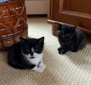 Moe and Judy -  Domestic Short Hair Cat for Adoption in Johnston, Rhode Island - Moe And Judy | PetCurious