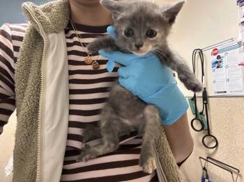 Domestic Short Hair Cats Available for Adoption in Riverside, California - A1919711 | PetCurious
