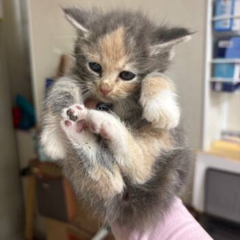 Rescue Domestic Short Hair Cats for Adoption in Pekin, Illinois - Tiny | PetCurious