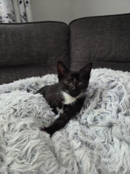 Sclera -  Domestic Short Hair Cat for Adoption in New Milford, Connecticut - Sclera | PetCurious