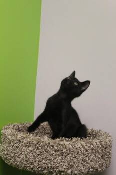 Curly -  Domestic Short Hair Cat for Adoption in Jackson, Tennessee - Curly | PetCurious