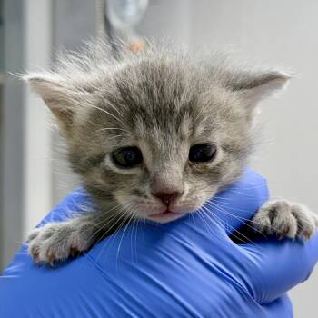 Parsifal -  Domestic Short Hair Cat for Adoption in Redwood Valley, California - Parsifal | PetCurious