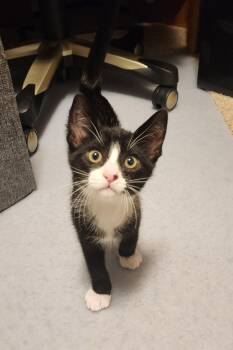 Rescue Tuxedo and Domestic Short Hair Cats for Adoption in Escalon, California - ROLO | PetCurious