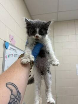 Michael J -  Domestic Medium Hair and Domestic Short Hair Cat for Adoption in Westland, Michigan - Michael J | PetCurious