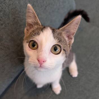 Rescue Domestic Short Hair Cats for Adoption in Alexandria, Virginia - Fable | PetCurious