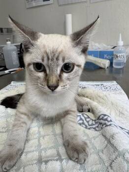 ALPS -  Domestic Short Hair Cat for Adoption in San Antonio, Texas - ALPS | PetCurious