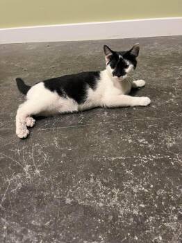 Penelope -  Domestic Short Hair Cat for Adoption in Harrodsburg, Kentucky - Penelope | PetCurious