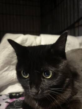 ELAINA -  Domestic Short Hair Cat for Adoption in Ben Avon, Pennsylvania - ELAINA | PetCurious