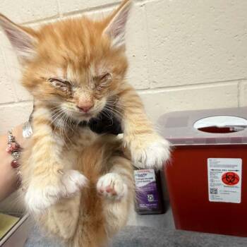 Manatee -  Domestic Short Hair Cat for Adoption in Reno, Nevada - Manatee | PetCurious