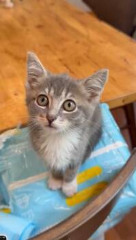 Urchin -  Domestic Short Hair Cat for Adoption in Cosby, Tennessee - Urchin | PetCurious