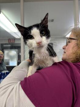 Domestic Short Hair Cats Available for Adoption - C2294-25 | PetCurious