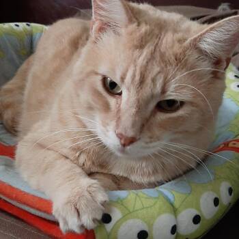 Rescue Domestic Short Hair Cats for Adoption in Torrance, California - D