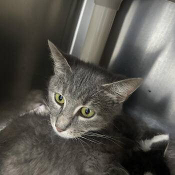 Mamma Mia 26-0358 -  Domestic Short Hair Cat for Adoption in Yanceyville, North Carolina - Mamma Mia 26-0358 | PetCurious