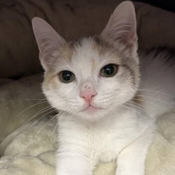 Calico and Domestic Short Hair Cats Available for Adoption - Blondie | PetCurious