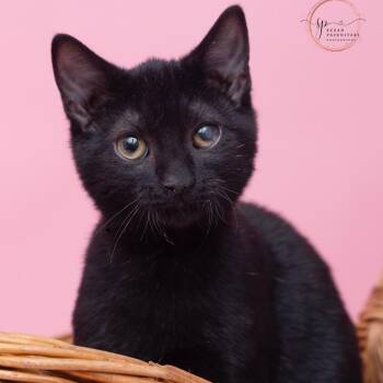 Stewart FUN AND FRIENDLY -  Domestic Medium Hair Cat for Adoption in Bethel, Connecticut - Stewart FUN AND FRIENDLY | PetCurious