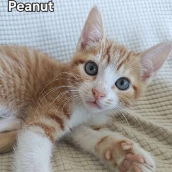 Domestic Short Hair Cats Available for Adoption in Layton, Utah - Peanut | PetCurious