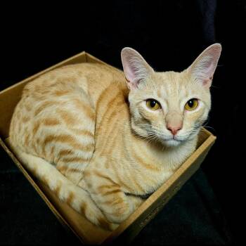 Rescue Domestic Short Hair Cats for Adoption in Calverton, Maryland - Chunk | PetCurious