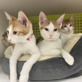 Clara -  Domestic Short Hair Cat for Adoption in Tallahassee, Florida - Clara | PetCurious