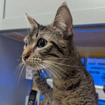 (Vet 6/11) Didi Pickles -  Domestic Short Hair Cat for Adoption in Huntsville, Arkansas - (Vet 6/11) Didi Pickles | PetCurious