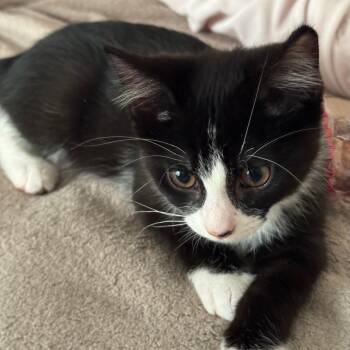 Jack Sparrow -  Domestic Short Hair Cat for Adoption in Jupiter, Florida - Jack Sparrow | PetCurious