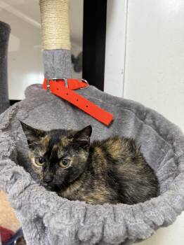 Buttercup -  Tortoiseshell Cat for Adoption in Hendersonville, Tennessee - Buttercup | PetCurious