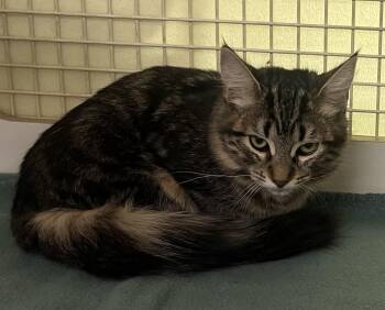 Rescue Tabby Cats for Adoption in Sacramento, California - Rahda  N. | PetCurious