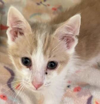 FAWN -  Domestic Short Hair Cat for Adoption in Elizabethton, Tennessee - FAWN | PetCurious