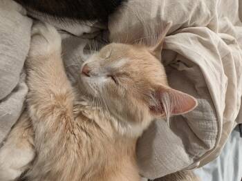 Parmesan -  Tabby Cat for Adoption in Lawrenceville, Georgia - Parmesan | PetCurious