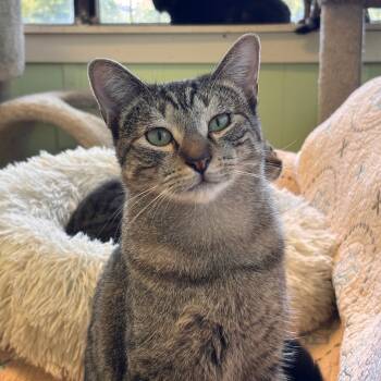 Rescue Domestic Short Hair Cats for Adoption in Mt. Juliet, Tennessee - Finley | PetCurious