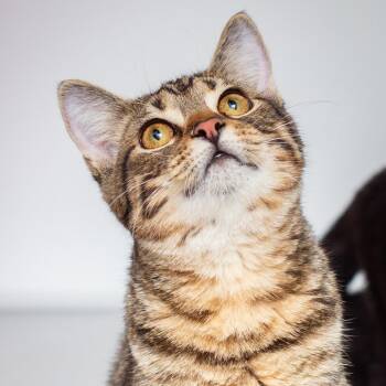 Joyce -  Domestic Short Hair Cat for Adoption in Hattiesburg, Mississippi - Joyce | PetCurious
