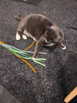 Domestic Short Hair Cats Available for Adoption in Seattle, Washington - Sally (and Lopsy) | PetCurious
