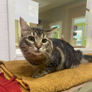 Jonghyun aka Jerry/ Jerr Bear -  Domestic Long Hair Cat for Adoption in Fresno, California - Jonghyun Aka Jerry/ Jerr Bear | PetCurious