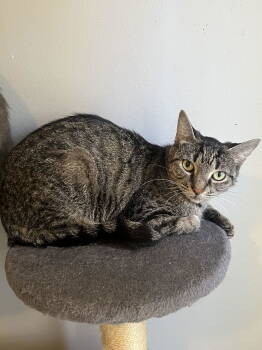 Rescue Domestic Short Hair and Tabby Cats for Adoption in Livonia, Michigan - C297 Litter Stella | PetCurious