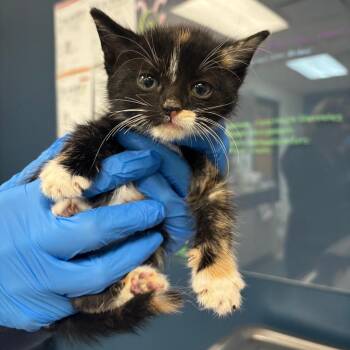 Domestic Short Hair Cats Available for Adoption in Vineland, New Jersey - Kit-Kat | PetCurious