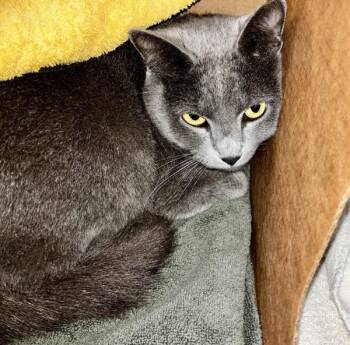Nina -  Domestic Short Hair Cat for Adoption in Stratham, New Hampshire - Nina | PetCurious