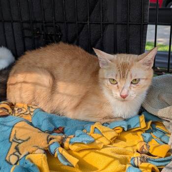 Farfalle -  Domestic Short Hair Cat for Adoption in Buffalo, New York - Farfalle | PetCurious