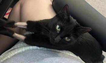 Domestic Short Hair Cats Available for Adoption in Chandler, Arizona - Magnolia Furest | PetCurious