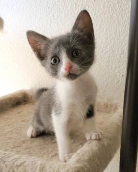 Rescue Domestic Short Hair and Tuxedo Cats for Adoption in Temecula, California - Murphy | PetCurious