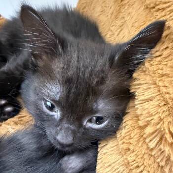 Carrot Cake 2 -  Domestic Short Hair Cat for Adoption in Cumming, Georgia - Carrot Cake 2 | PetCurious