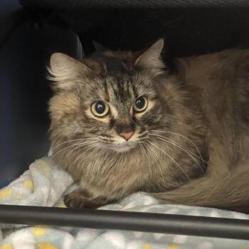 Domestic Long Hair Cats Available for Adoption in Tulsa, Oklahoma - Sassy | PetCurious