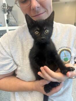 Domestic Short Hair Cats Available for Adoption in Manassas, Virginia - Cocoa Puff (ID 51375) | PetCurious
