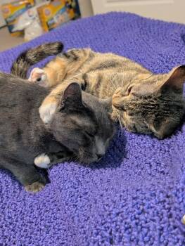 Domestic Short Hair Cats Available for Adoption in Evans, Georgia - Sonic | PetCurious