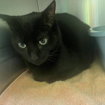 Winston -  Domestic Short Hair Cat for Adoption in Burlington, Ontario - Winston | PetCurious
