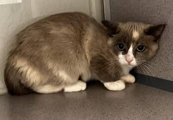 Walnut -  Siamese Cat for Adoption in Stratham, New Hampshire - Walnut | PetCurious